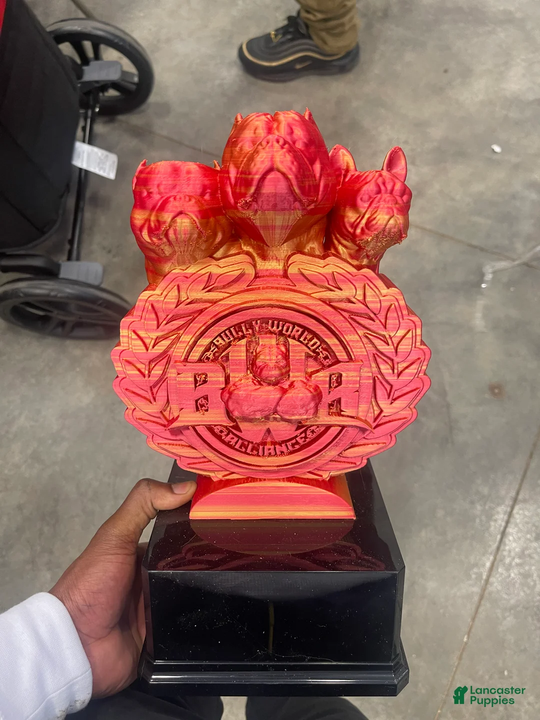 English Bulldog dogs for stud: Ace the bulldog - Ad 3