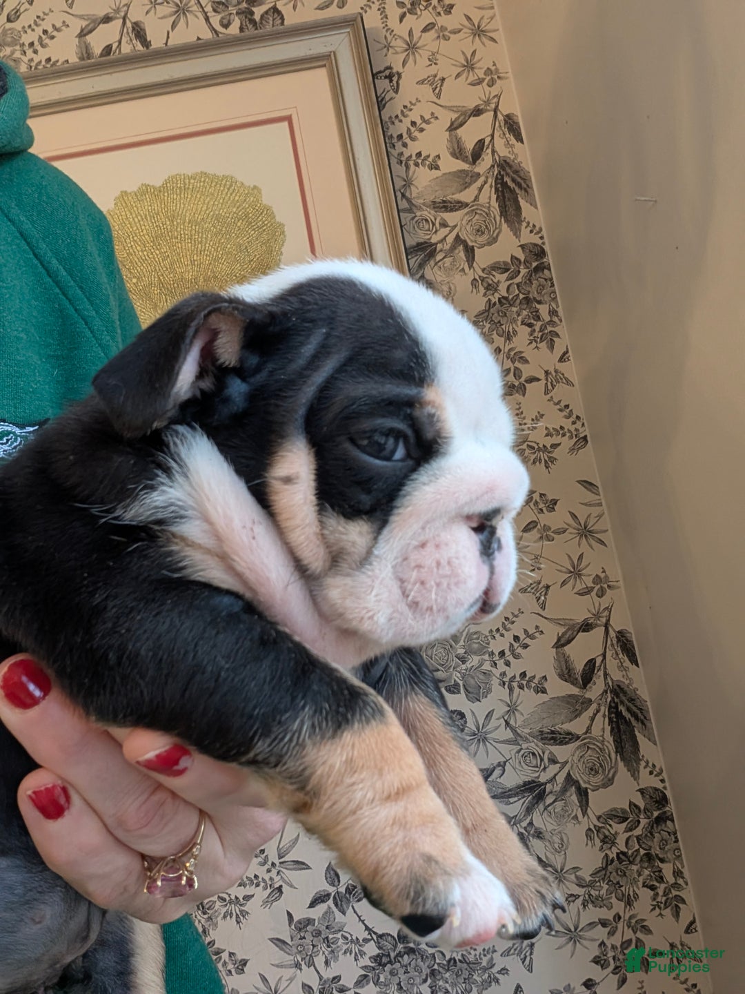 English Bulldog dogs for sale: Joey - Ad 1