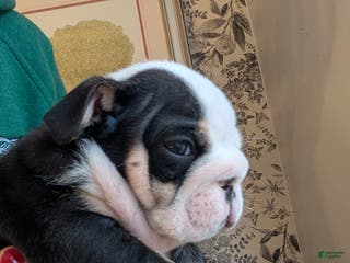 English Bulldog dogs Joey - Ad 39