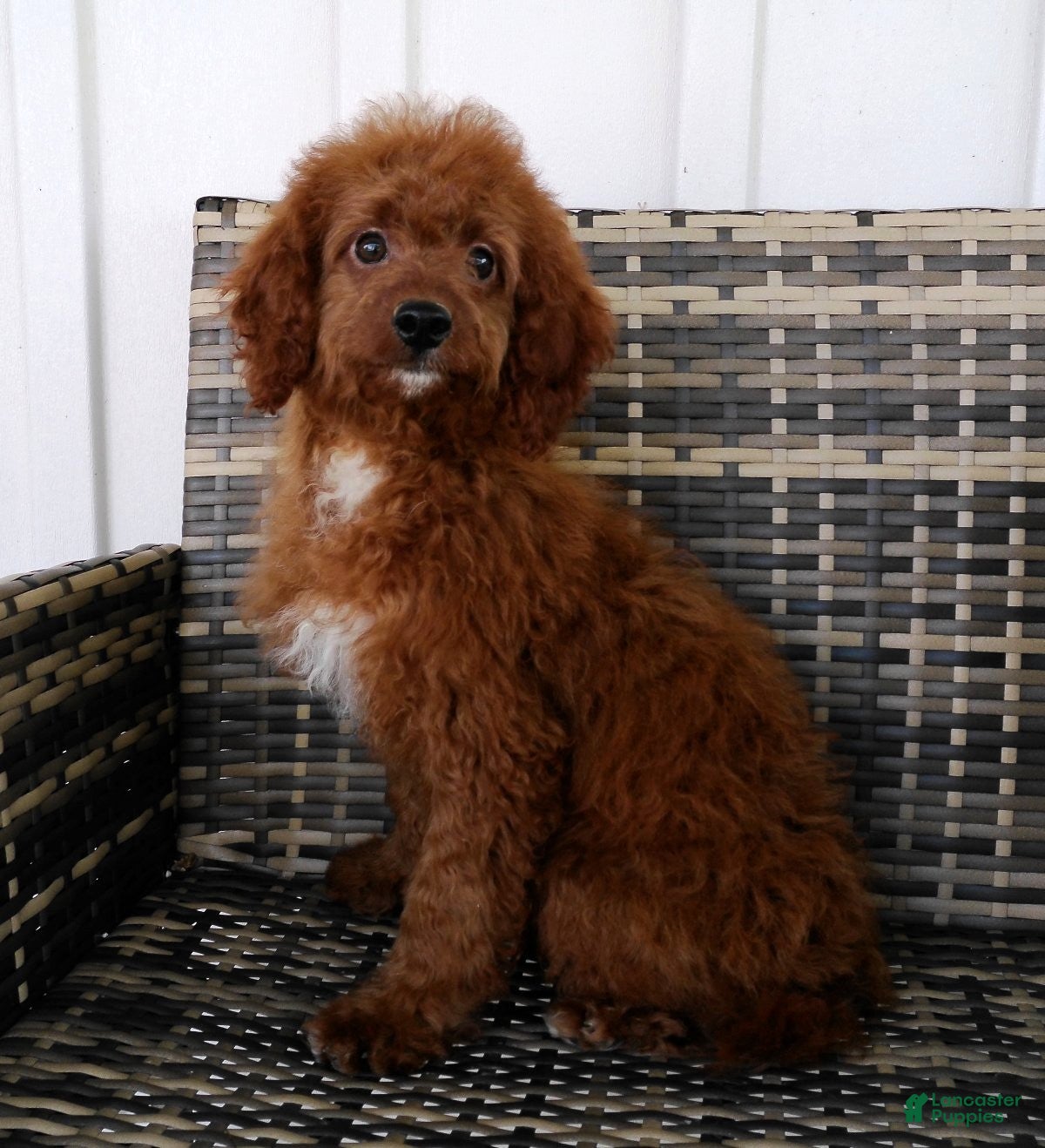 Cavapoo dogs Gloria - Ad 2