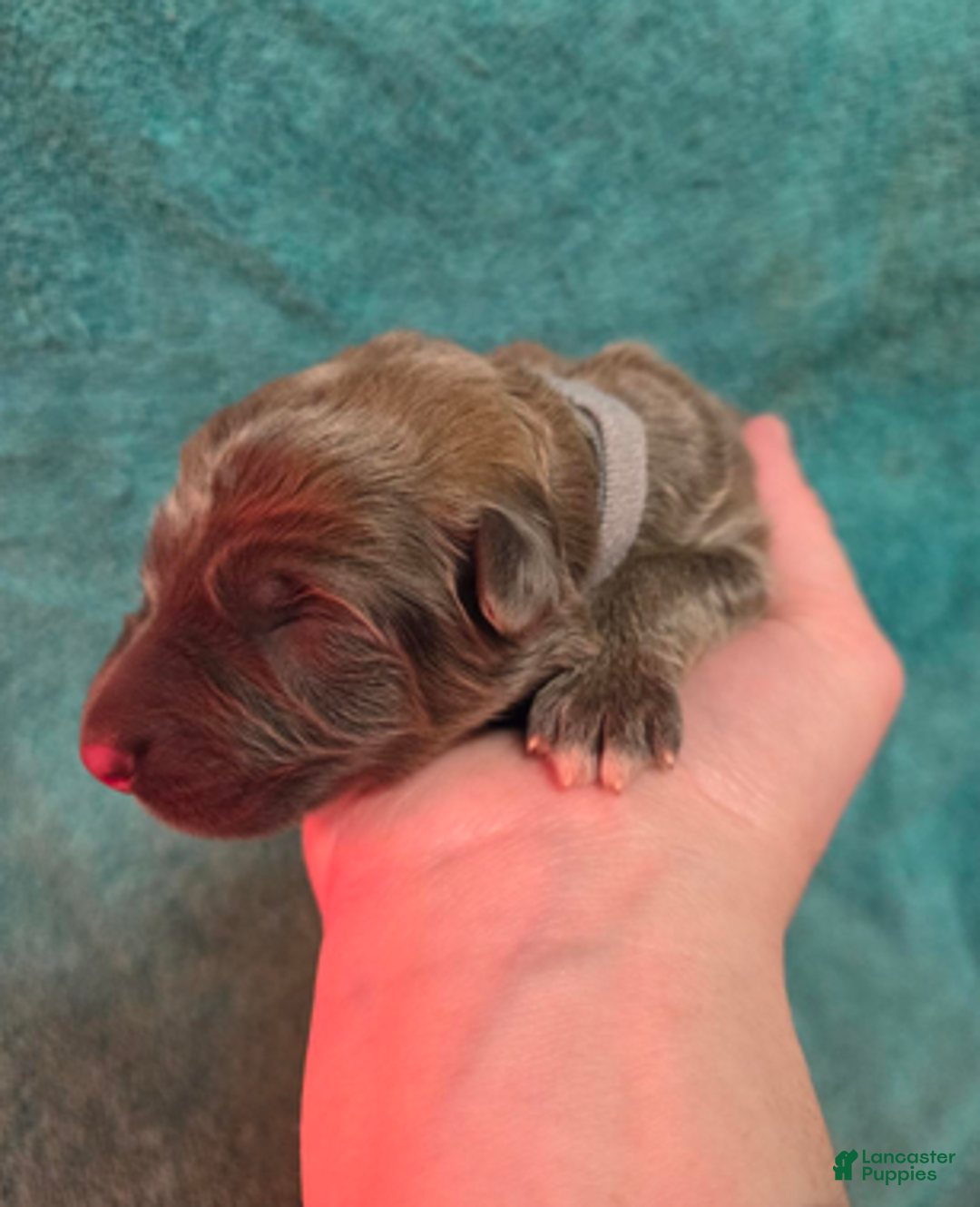 German Shepherd dogs for sale: Gray Collar Boy - Ad 2