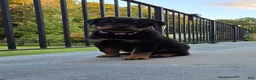 Rottweiler dogs for sale: Rottweiler 1 - Ad 3
