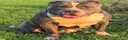 American Bully dogs for sale: Pheonix - Ad 7