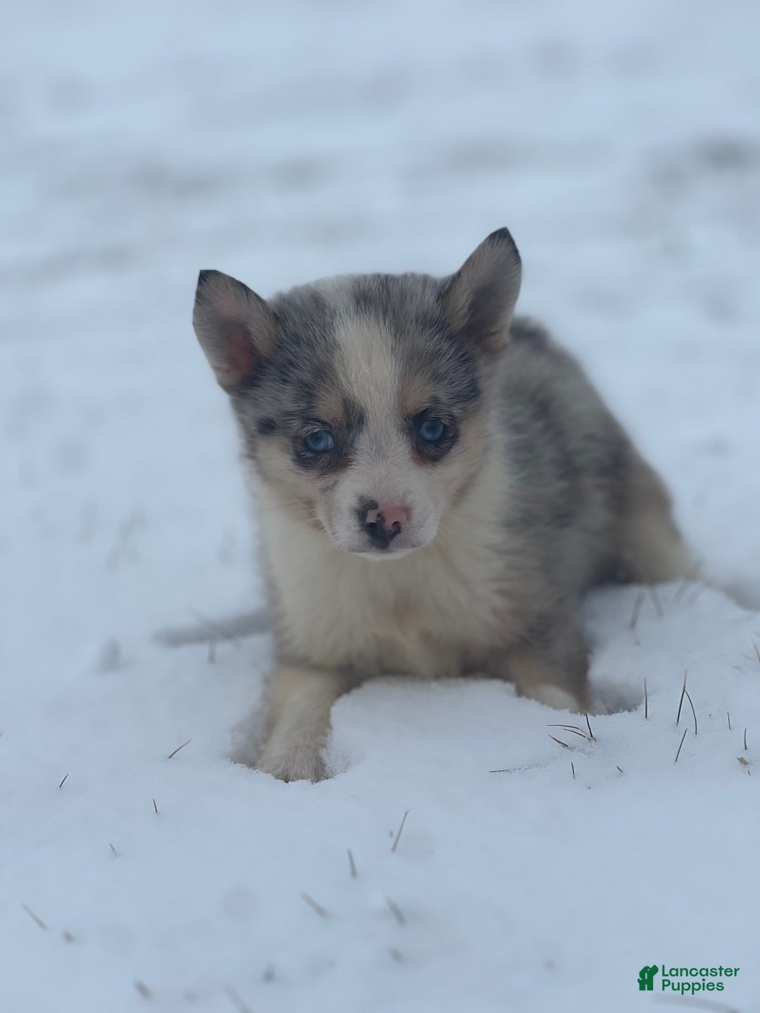 Pomsky dogs for sale: Trixie - Ad 1
