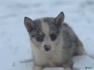 Pomsky dogs Trixie - Ad 10
