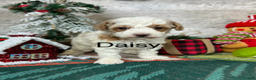 Toy Poodle dogs for sale: Daisy - Ad 3