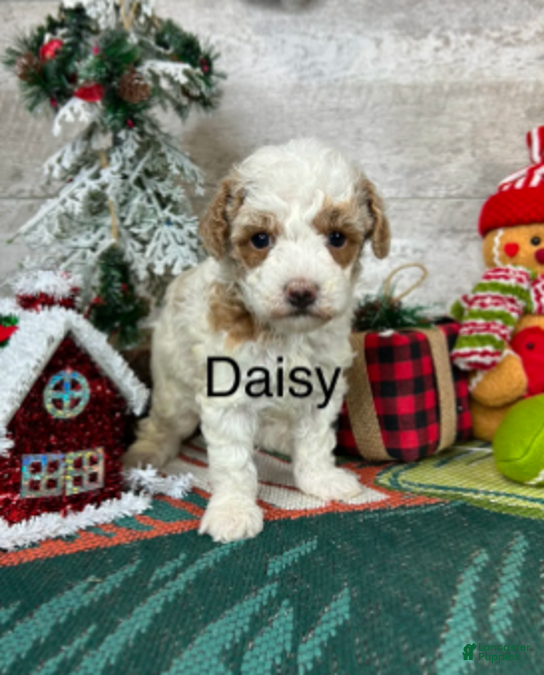 Toy Poodle dogs for sale: Daisy - Ad 3