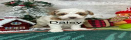 Toy Poodle dogs for sale: Daisy - Ad 3