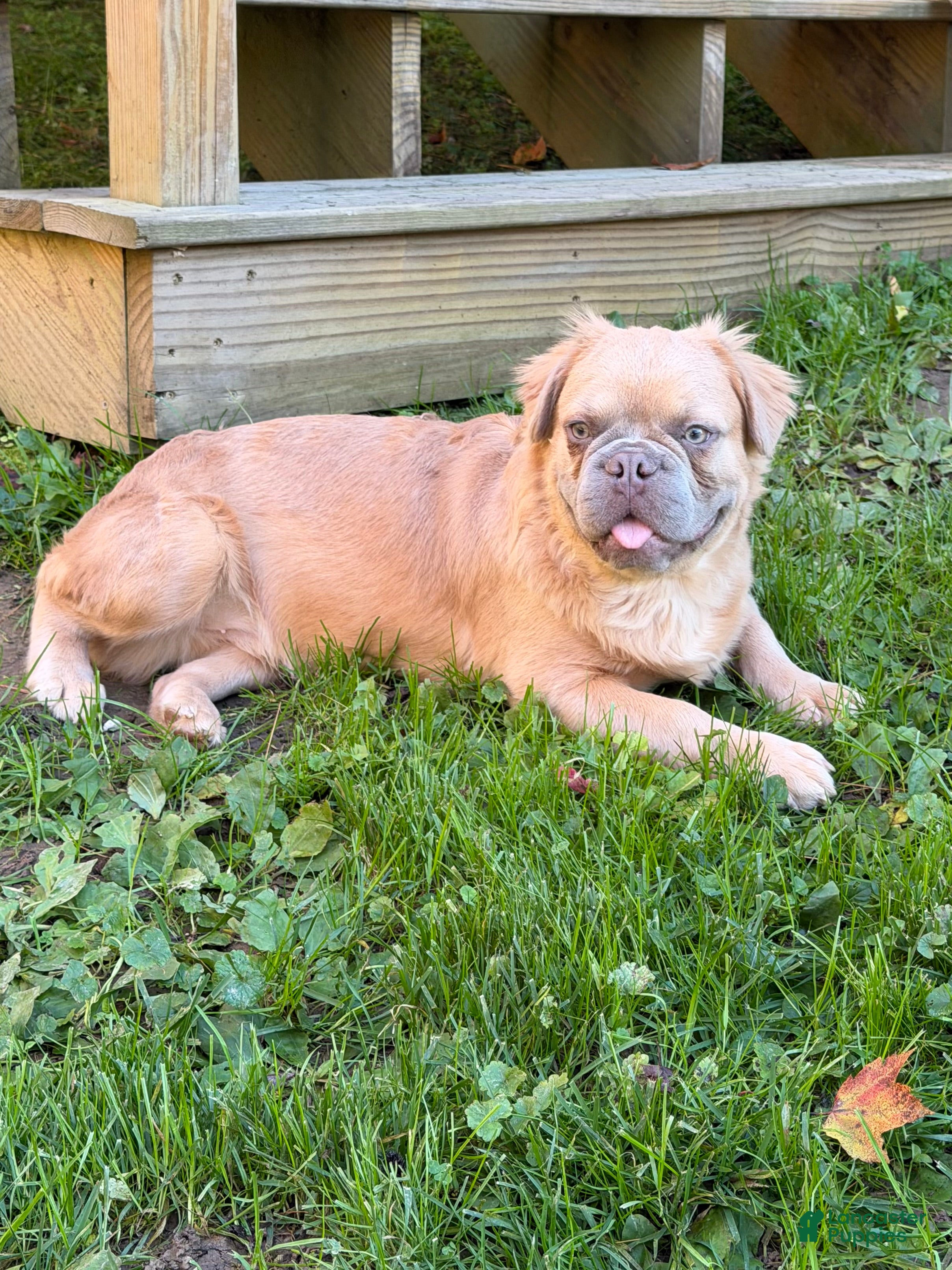 French Bulldog dogs for sale: Slate - Ad 2