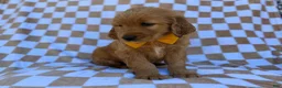 Golden Retriever dogs for sale: Mikey - Ad 3