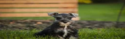 Miniature Schnauzer dogs for sale: Annabelle Miniature Schnauzer  - Ad 5