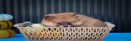 Pomeranian dogs for sale: Milly🩷  - Ad 10