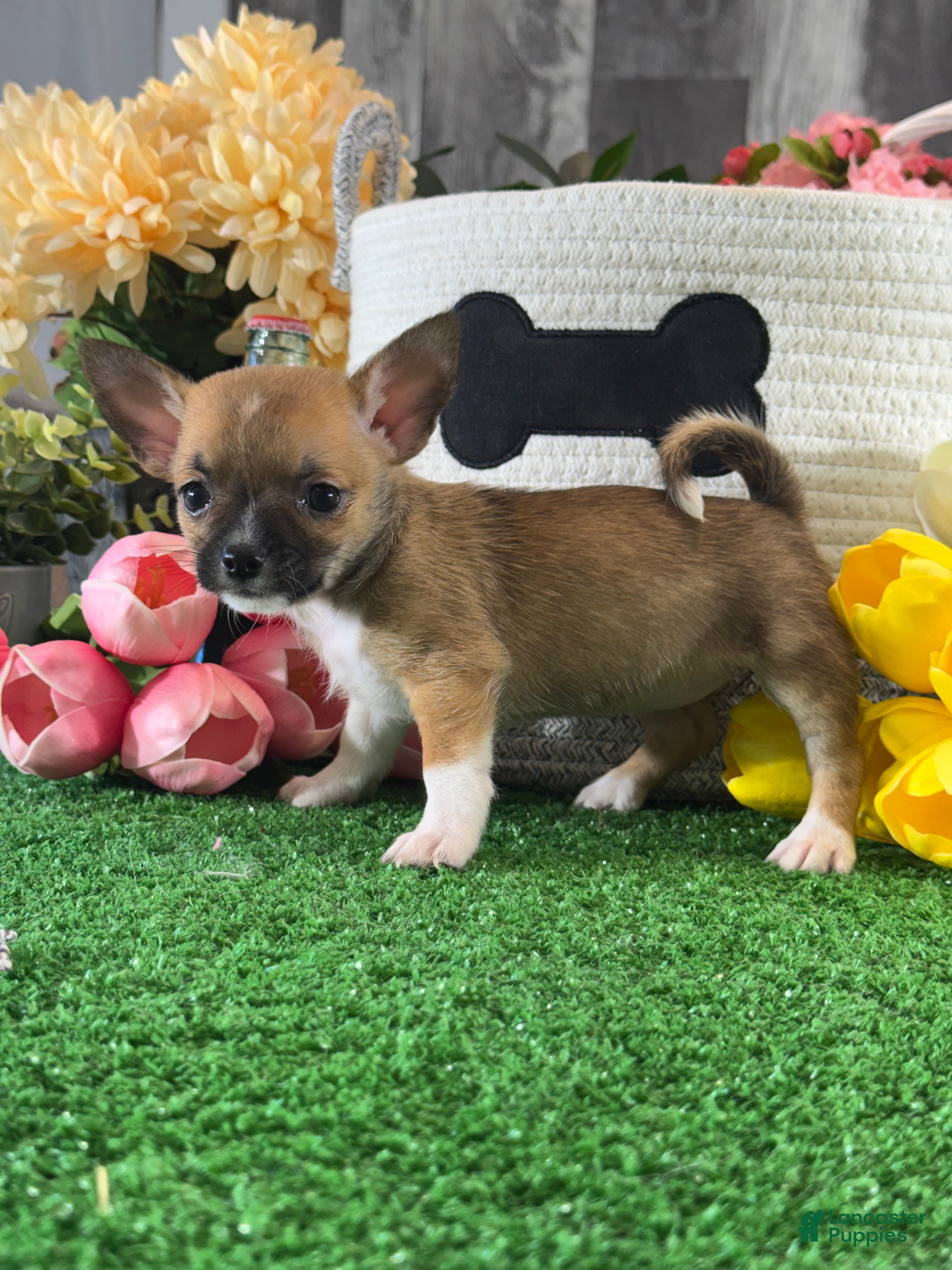 Chihuahua dogs for sale: Fern - Ad 2