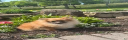 Pomeranian dogs for sale: Penny  - Ad 10