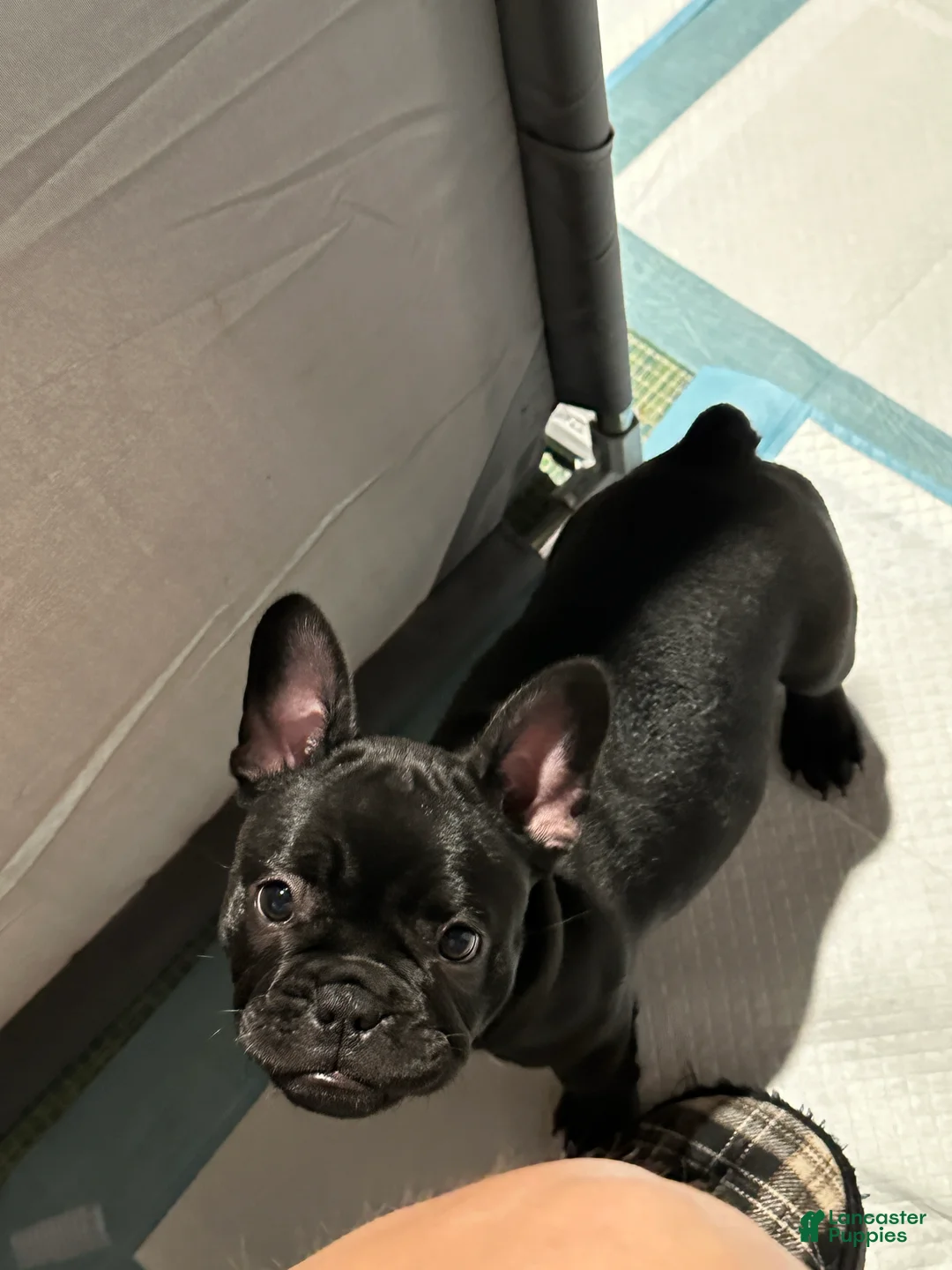 French Bulldog dogs for sale: French Bulldog Puppy 2 - Ad 8