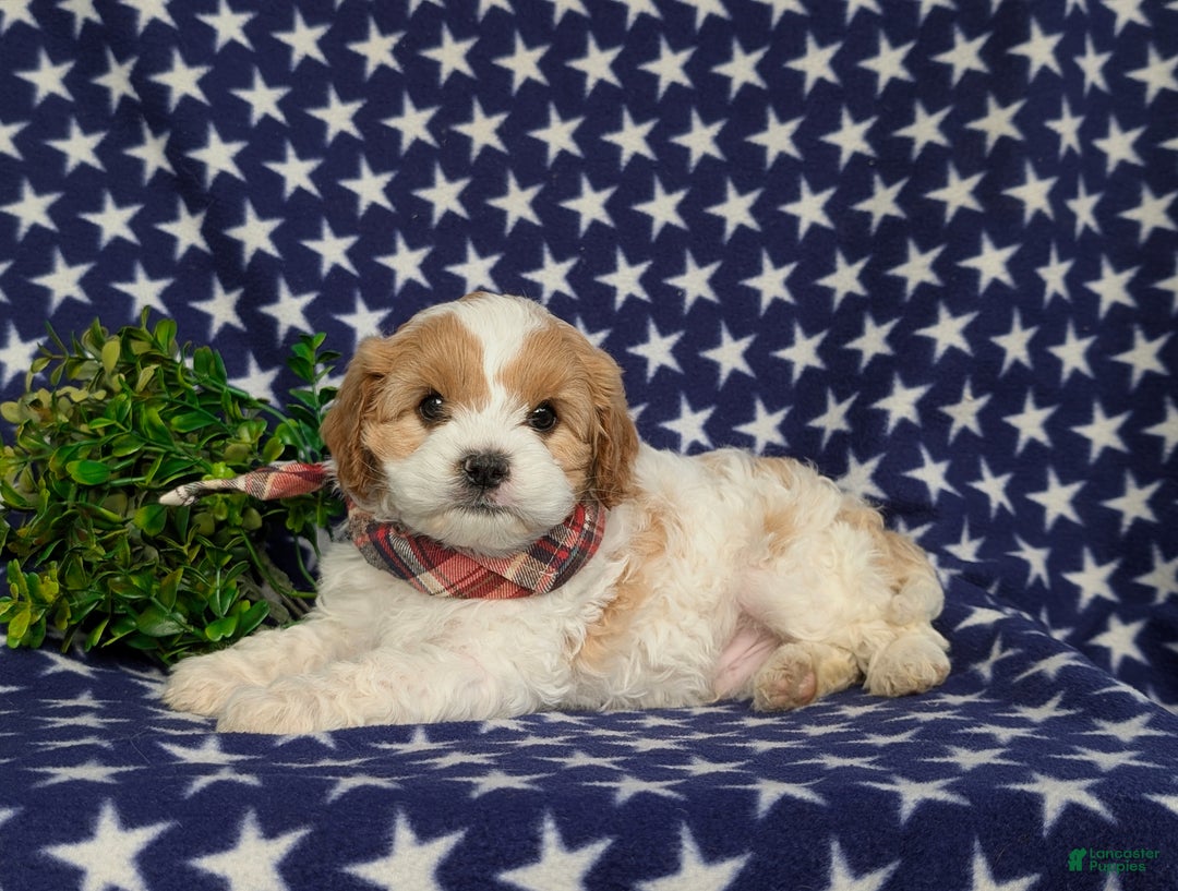 Cavapoo dogs for sale: Willis - Ad 4