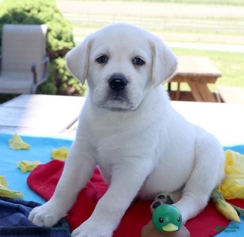 Labrador Retriever dogs Jackson - English Champ lines - Ad 1