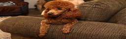 Miniature Poodle dogs for sale: Marshall - Ad 3