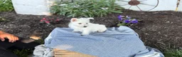 West Highland Terrier dogs for sale: Bentley - Ad 8