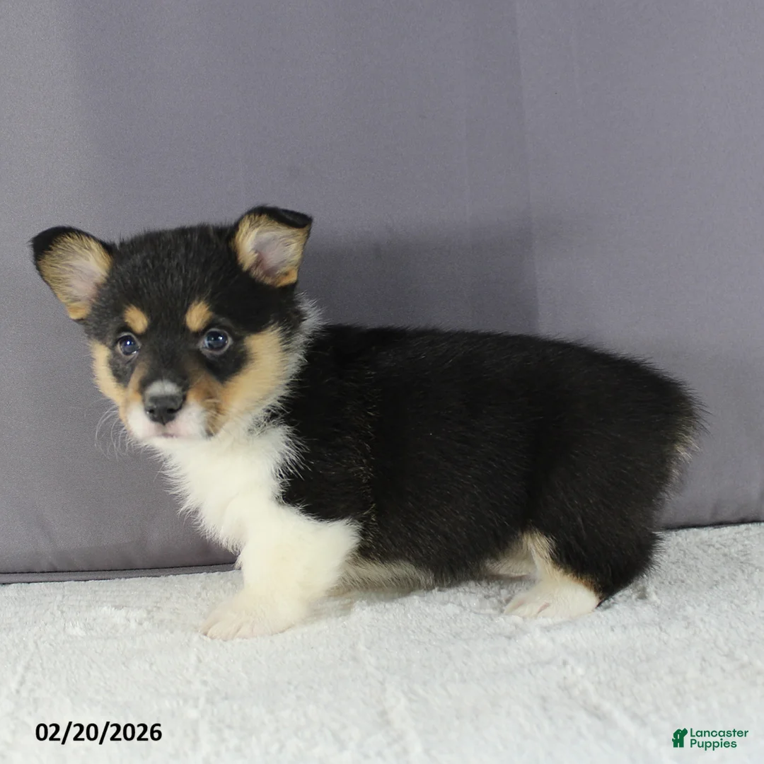 Welsh Corgi Pembroke dogs for sale: Rosa  - Ad 5
