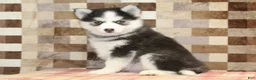 Pomsky dogs for sale: Ice - Ad 4