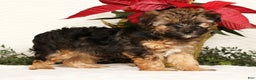 Yorkiepoo dogs for sale: Rosie  3lbs - Ad 2