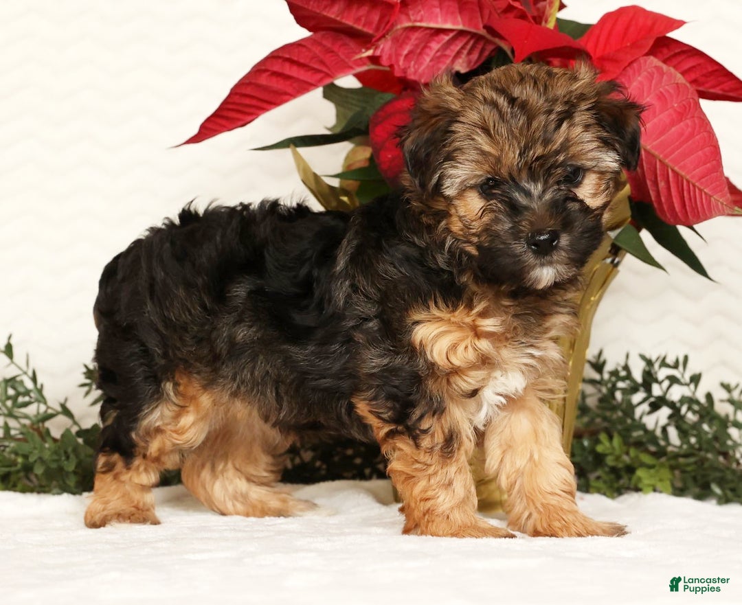 Yorkiepoo dogs for sale: Rosie  3lbs - Ad 2