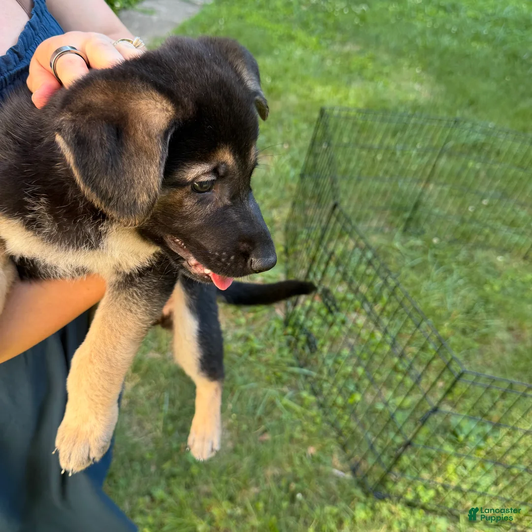 German Shepherd dogs for sale: Daisy - Ad 2