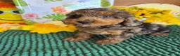 Cockapoo dogs for sale: Bella  - Ad 5
