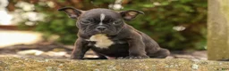 Frenchton dogs for sale: BUDDY - Ad 11