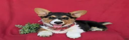 Welsh Corgi Pembroke dogs for sale: Garrity - Ad 4