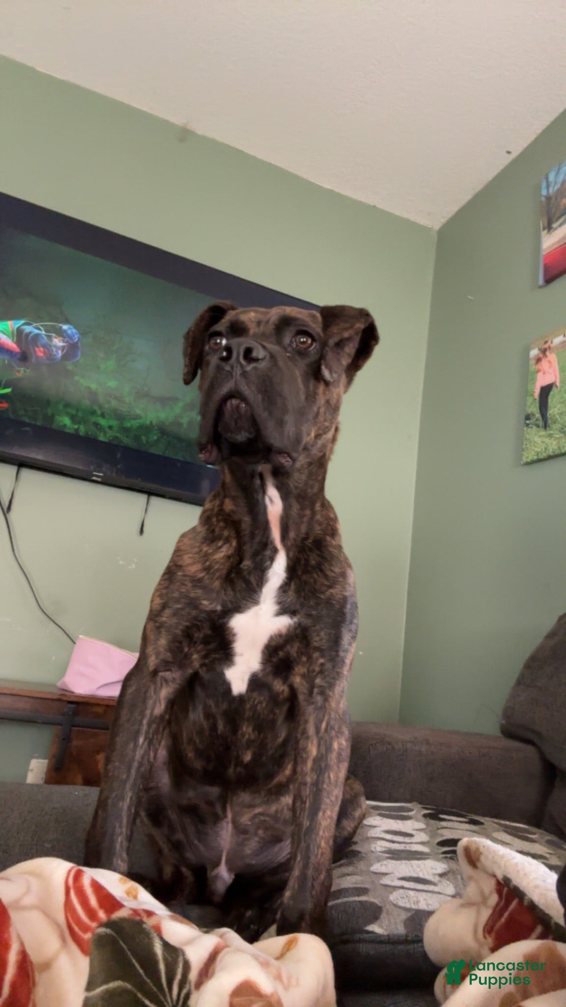 Cane Corso dogs Cane Corso 1 - Ad 31