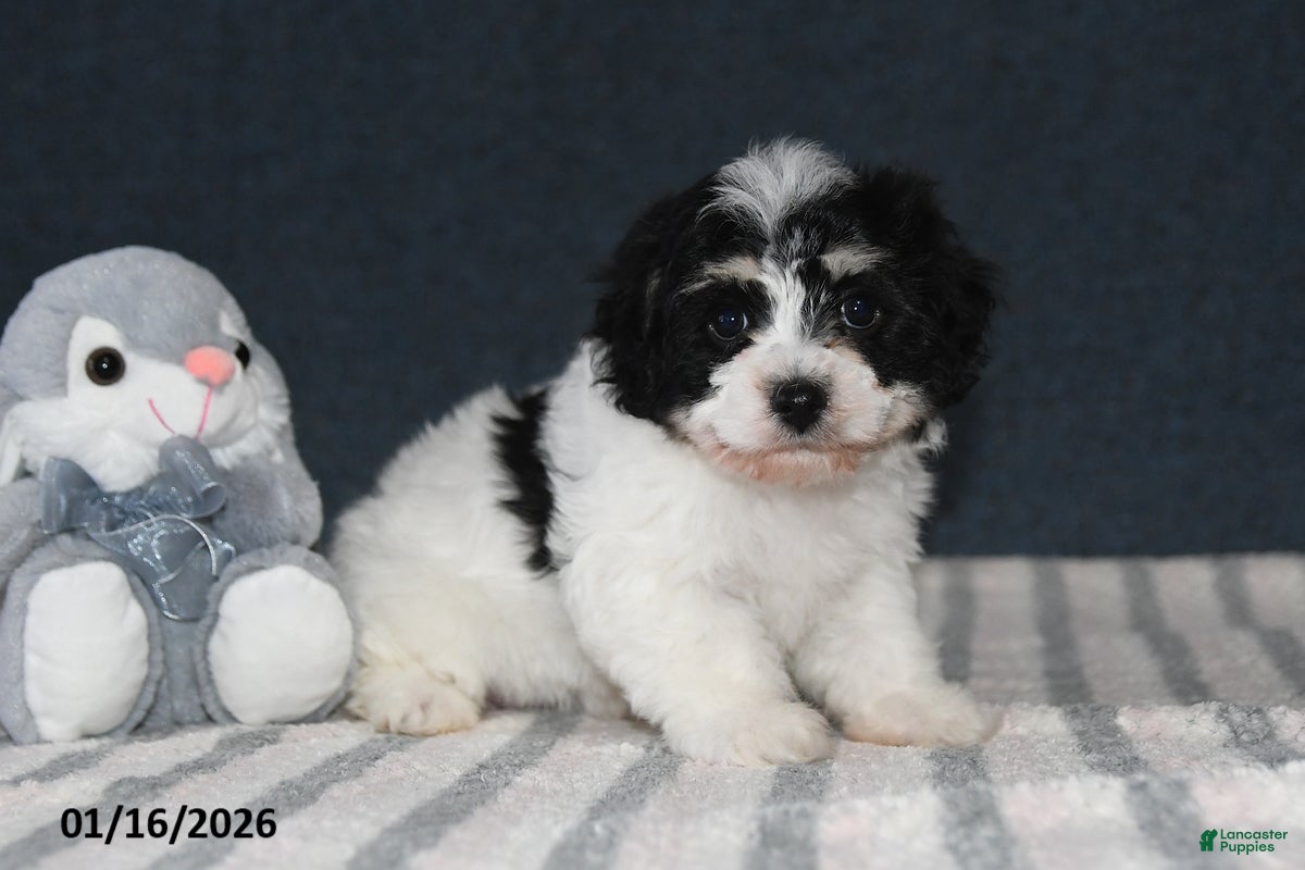 Cavachon dogs Lucy - Ad 6