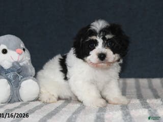 Cavachon dogs Lucy - Ad 13