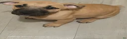 Cane Corso dogs for sale: Alonso & Rocco  - Ad 6