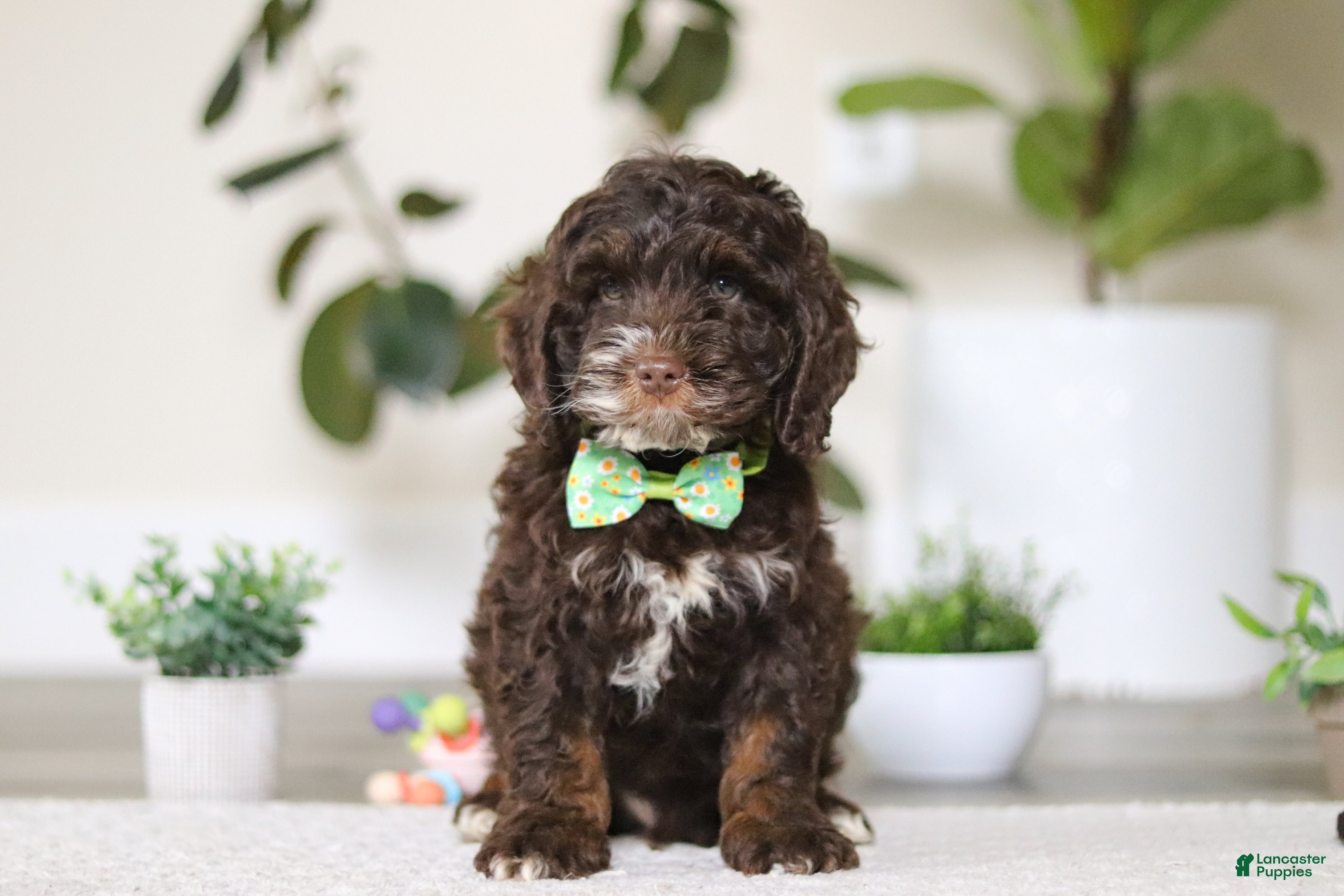 Cockapoo dogs Theo - Ad 2