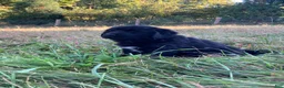 Newfoundland dogs for sale: Abby - Ad 7