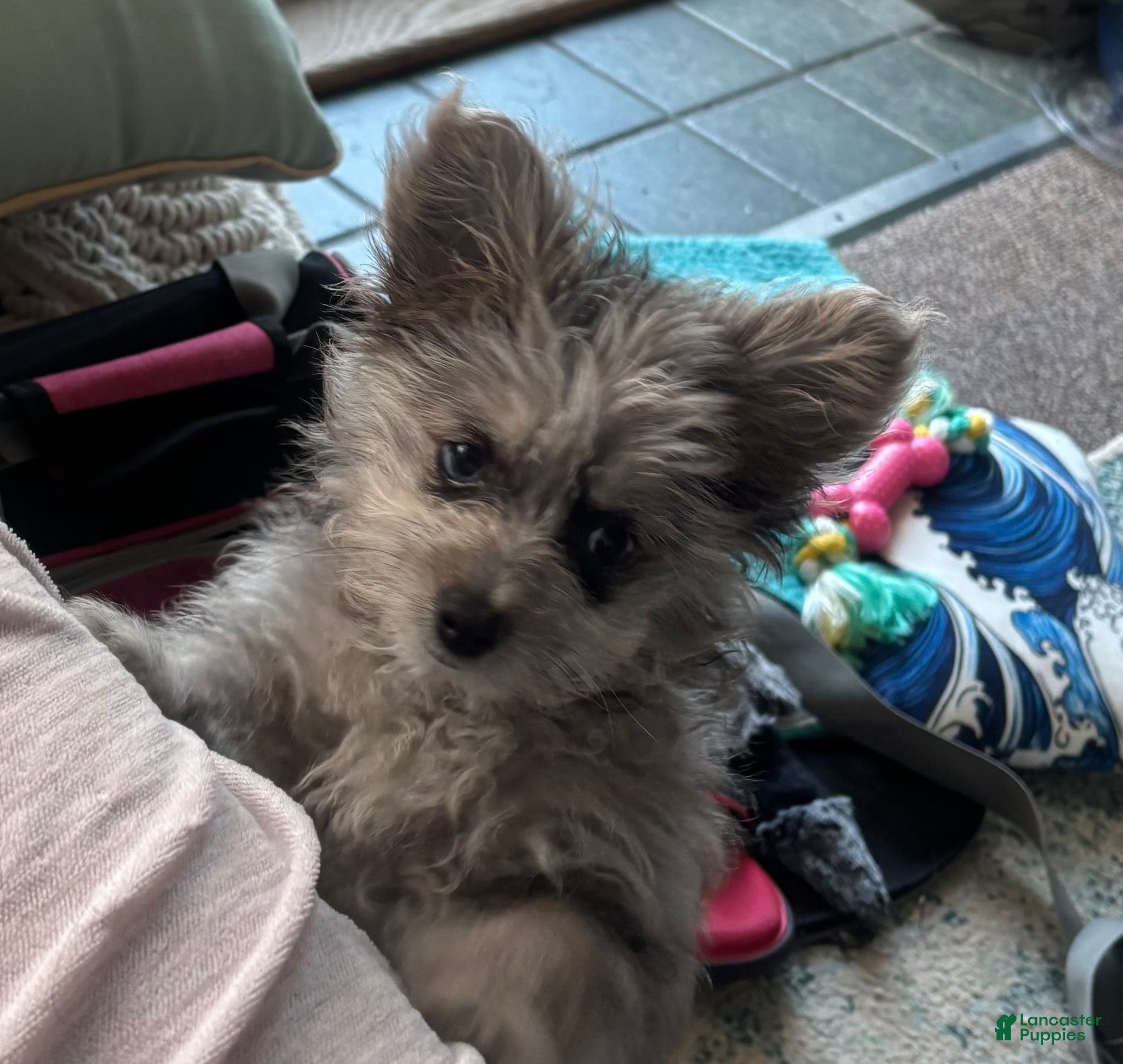 Pomapoo dogs Pomapoo Puppy 3 - Ad 1