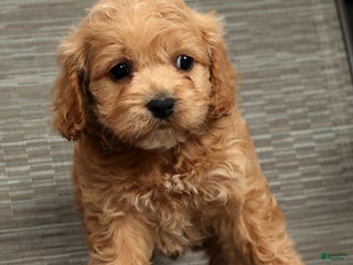 Cockapoo dogs Bonnie - Ad 9