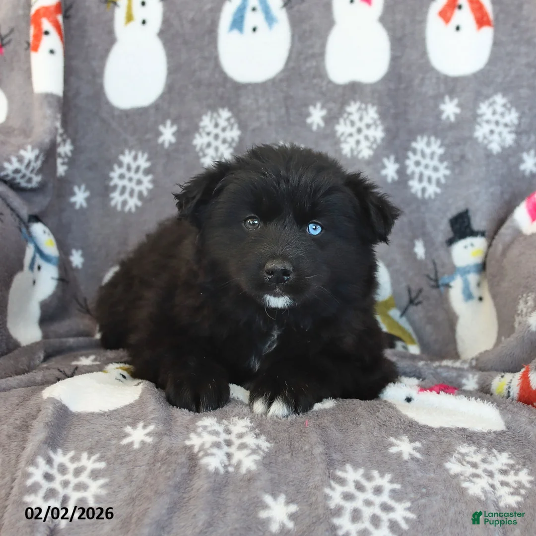 Pomsky dogs for sale: Bear  - Ad 3