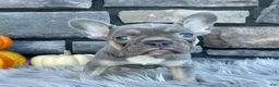 French Bulldog dogs for sale: Sydney - Ad 1