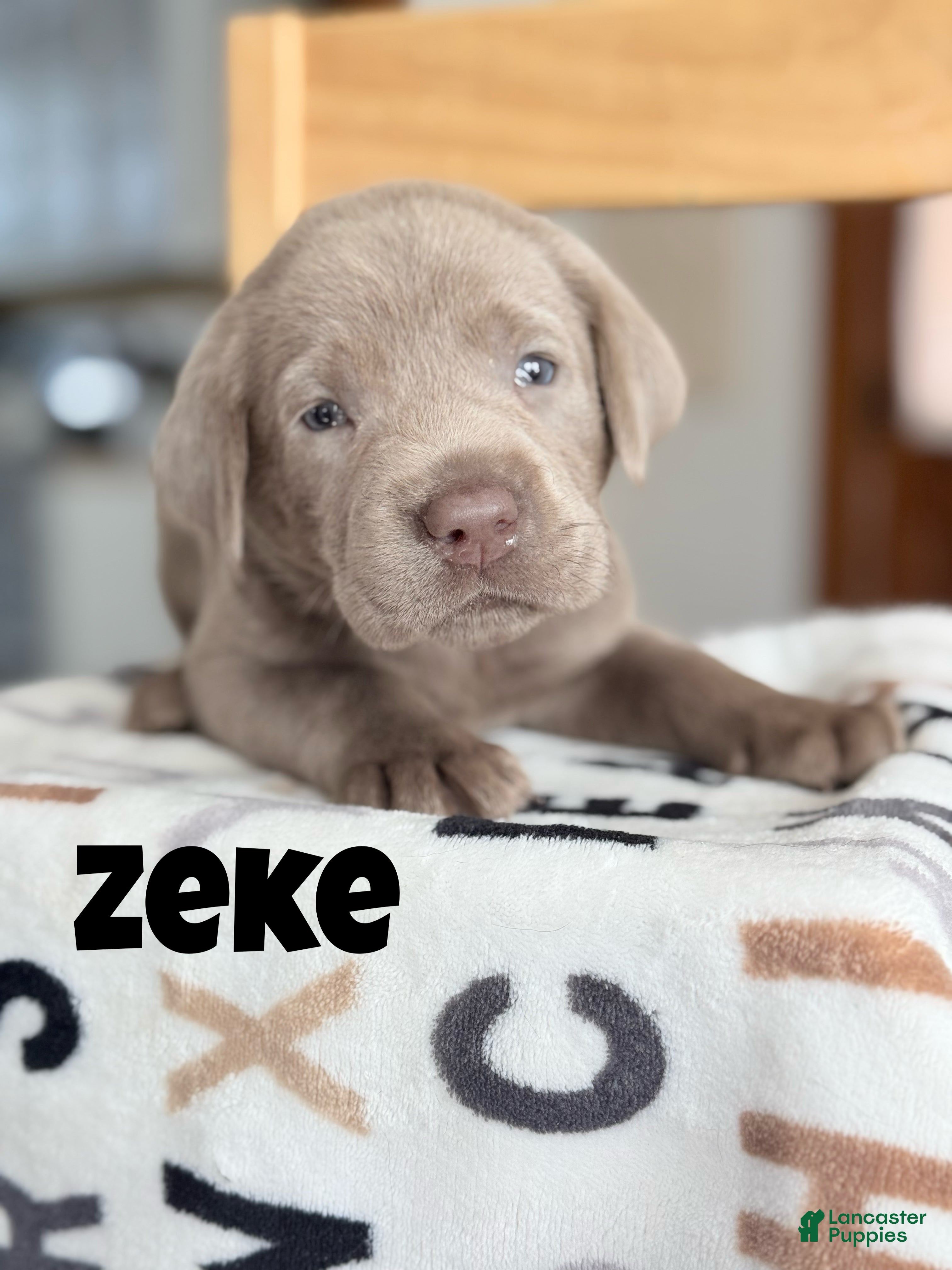 Labrador Retriever dogs Zeke - Ad 40