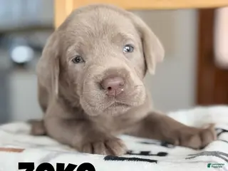 Labrador Retriever dogs Zeke - Ad 40