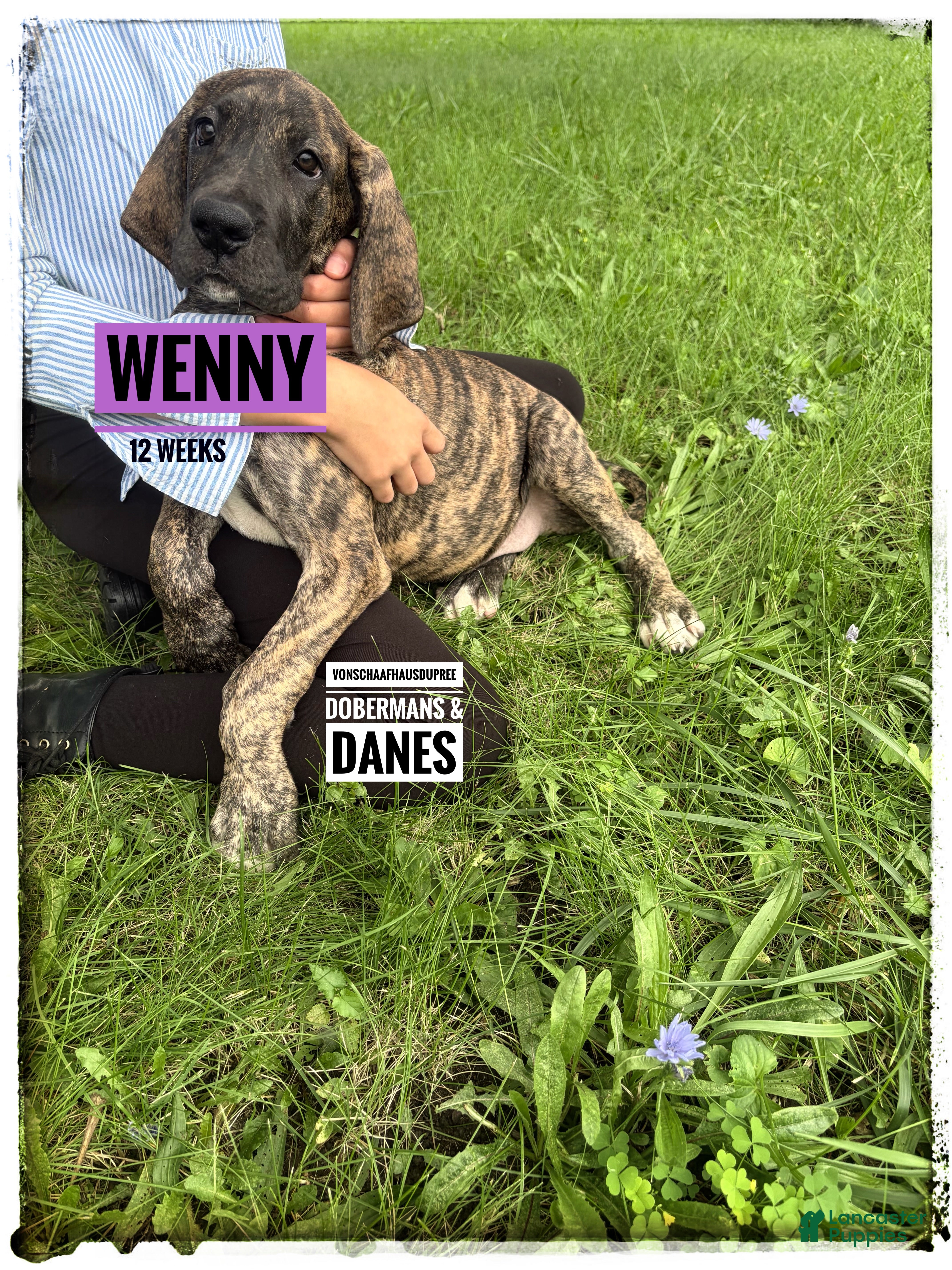 Great Dane dogs Wenny - Ad 2