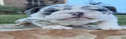 English Bulldog dogs for sale: Yoshi  - Ad 10