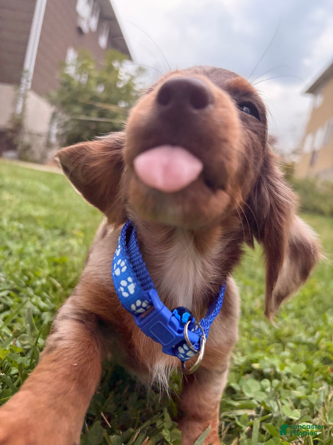 Miniature Dachshund dogs for sale: Spud - Ad 5