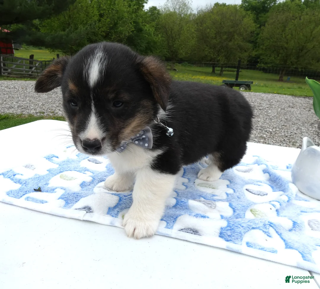 Welsh Corgi Pembroke dogs for sale: Welsh Corgi Pembroke Puppy 2 Scotty - Ad 2