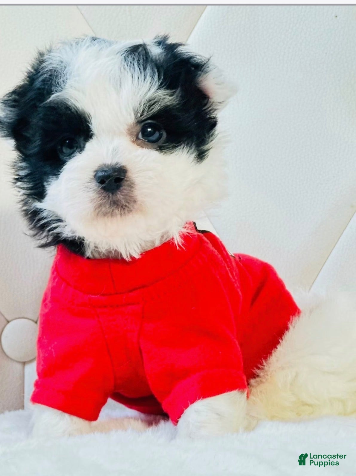 Shihpoo dogs Oreo - Ad 1