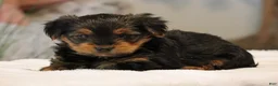 Yorkshire Terrier dogs for sale: Tia - Ad 4