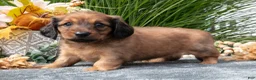 Miniature Dachshund dogs for sale: Kylie - Ad 3